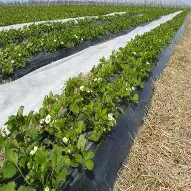 2021新产品黑色/白色PP非织造织物用于农业杂草控制