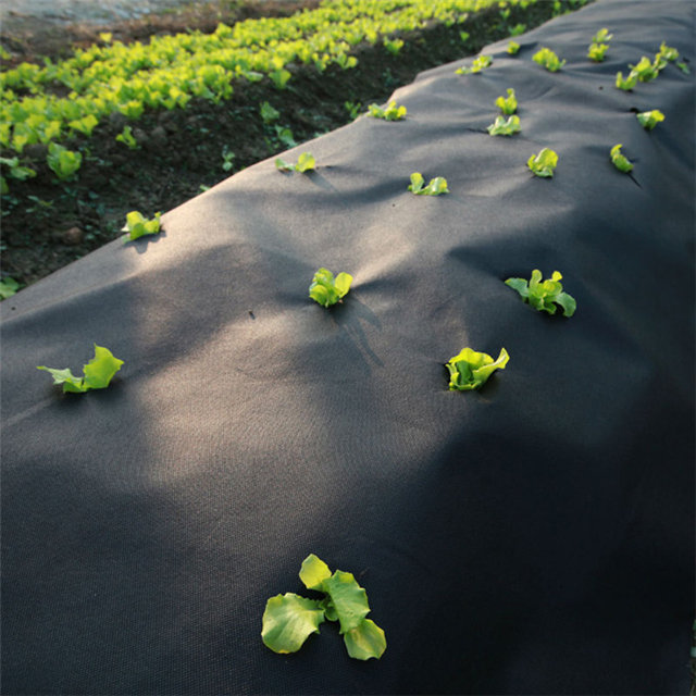 1-5％紫外线PP纺粘农业覆盖无纺布