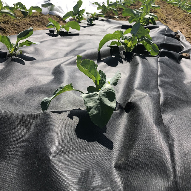 抗紫外线农业100％PP纺粘无纺布用于杂草控制